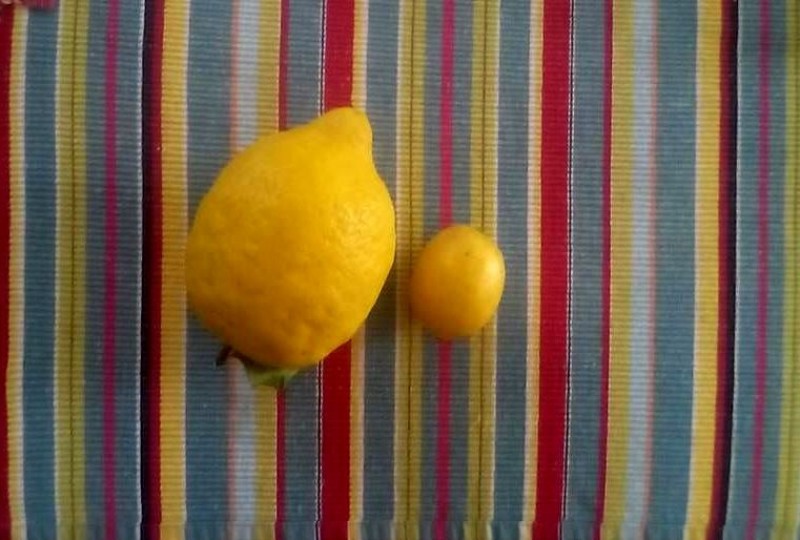 Különbség a toszkán és a magyar citrom között